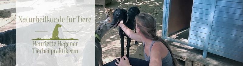 Galgos in Spanien